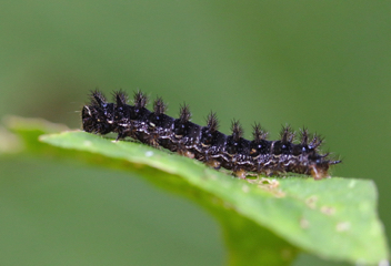 Silvery Checkerspot caterpillar